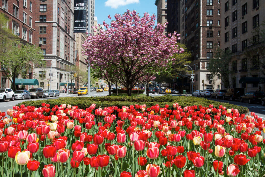 A Field of Red Tulips in Park Avenue / Madison Square
