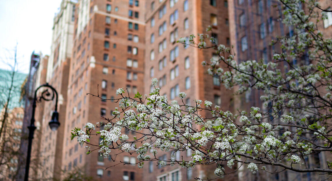 Murray Hill in spring: flowering tree, old brick buildings & skyscrapers in NYC